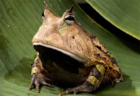 amazon-horned-frog.jpg